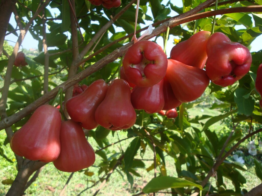 Jambu, Acmella oleracea