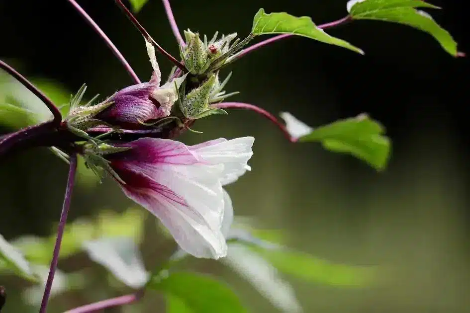 mitos e verdades sobre o chá de hibisco