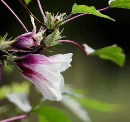 Chá de hibisco: descubra seus poderes para emagrecer com saúde