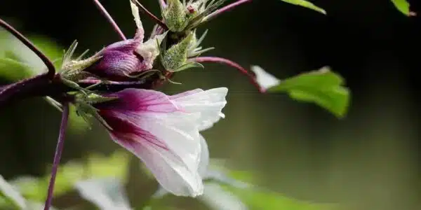 Chá de hibisco: descubra seus poderes para emagrecer com saúde