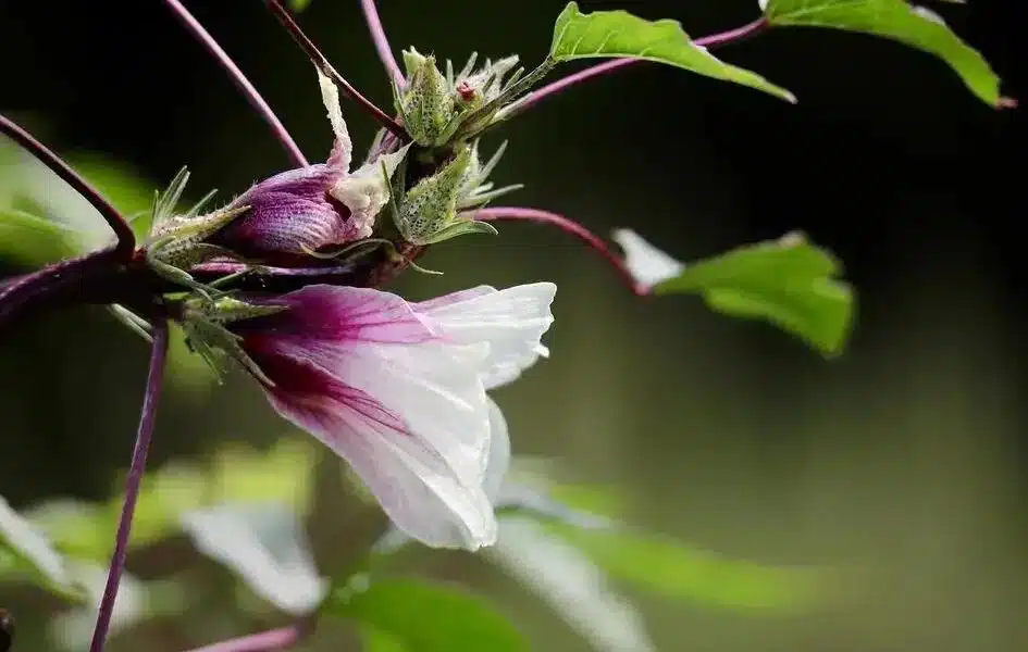 Chá de hibisco: descubra seus poderes para emagrecer com saúde