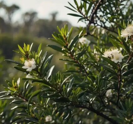 Óleo de malaleuca: benefícios e usos na aromaterapia e cuidados pessoais