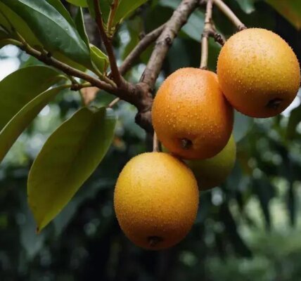 Seriguela: conheça essa fruta tropical e seus benefícios